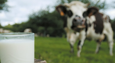 Le lait bio ne boit pas la tasse