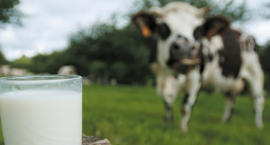 Le lait bio ne boit pas la tasse