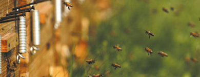 Les tueurs d’abeilles sont démasqués