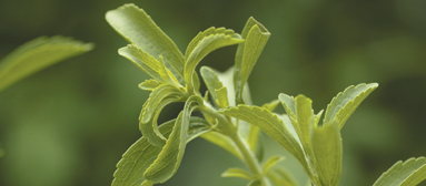 Le marché se sucre à la stevia