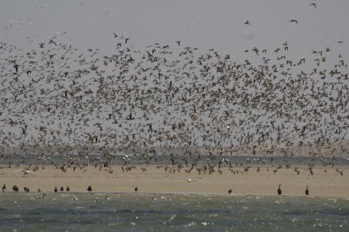Illustration - La photo du jour : les oiseaux migrateurs disparaissent