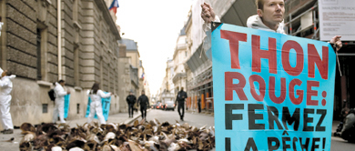 La dernière chance du thon rouge