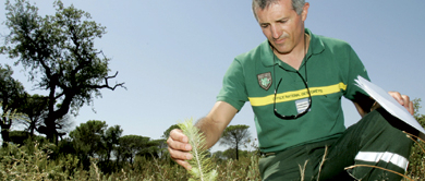 Les forêts en coupe réglée