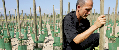 Fauchage d’OGM : la vigne qui   cache la forêt