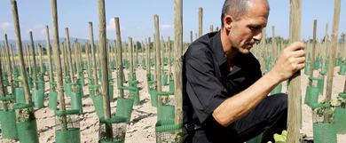 Fauchage d’OGM : la vigne qui   cache la forêt