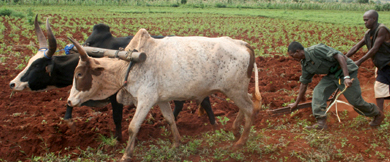 « Des agricultures familiales disparaîtront »