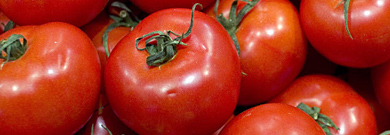 Petite histoire de la tomate
