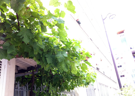 Illustration - Le climat réchauffe le vin