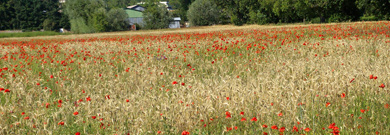 Le coquelicot : réfugié de Monsanto au jardin