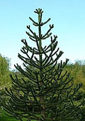 Illustration - « Et l’araucaria, ça va ? …