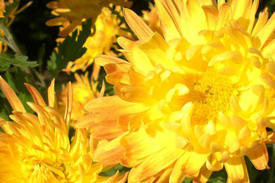 Le chrysanthème, belle fleur aux multiples visages