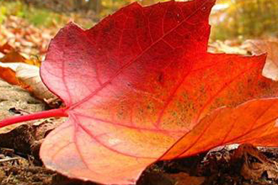 Feuilles mortes et réchauffement climatique