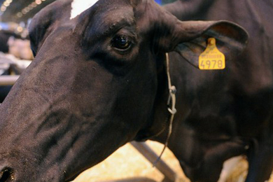 Le salon de l’agriculture du faux-semblant