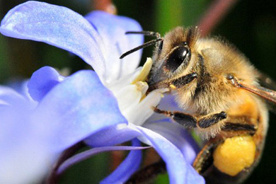Biodiversité : vive les insectes au jardin !