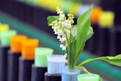 Le muguet n’est plus un symbole, juste une industrie polluante