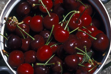 Mais il est bien court le temps des cerises…