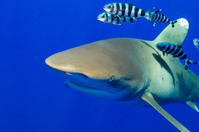 Les requins disparaissent infiniment plus vite que les surfeurs…