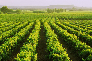 In vino veritas: pas toujours