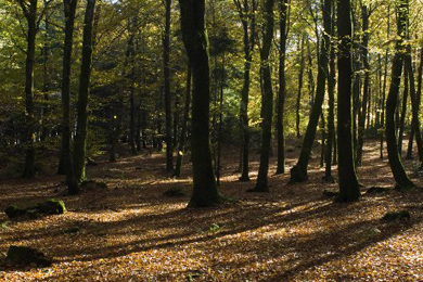 Dans le Morvan, l’occupation s’organise dans un bois visé par un projet industriel