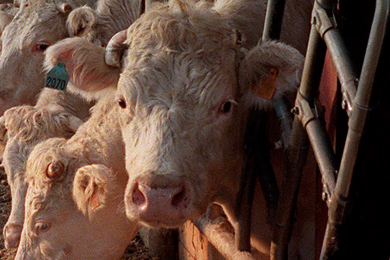 Vache folle : l’Union européenne abandonne les tests de dépistage