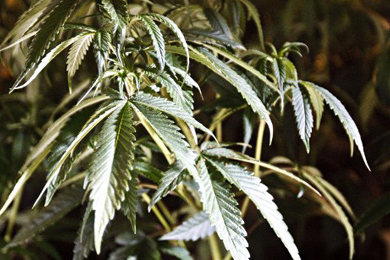 Le leader du Cannabis social club en garde à vue : « Ils nous ont rendu un fier service »