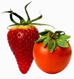 Illustration - Tomate-cerise et fraise - Photo : Sarah Kaladjian