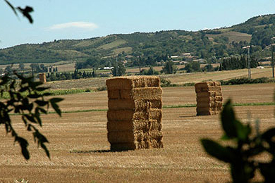 Balles de fourrage