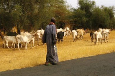 Au nord du Sénégal, survivre au réchauffement climatique est un combat quotidien