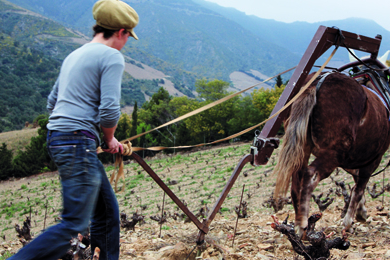 La coupe amère des producteurs de vin bio