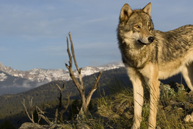 Nature : l’exception culturelle française