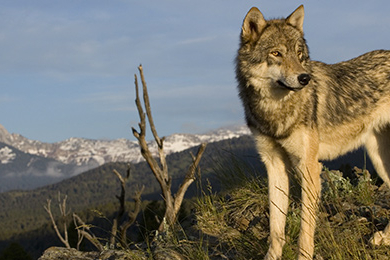 Nature : l’exception culturelle française