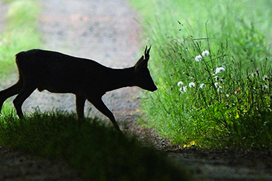 Identifier et comprendre la nature ordinaire
