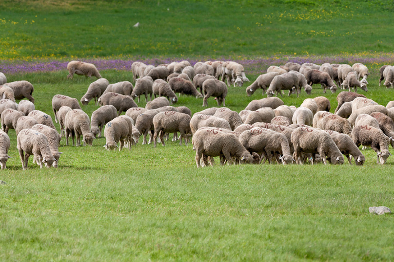 Loup : pourquoi ne pas nous écouter ?