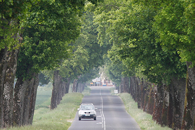 Arbres en péril