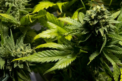 Cannabis : la légalisation de l’usage débattue au Sénat !