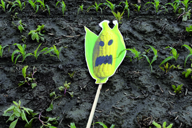 OGM : Bruxelles passe en force