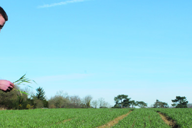 Notre-Dame-des-Landes : Bonjour veaux, vaches…