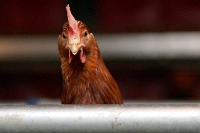 Fermes ou usines à viande ?