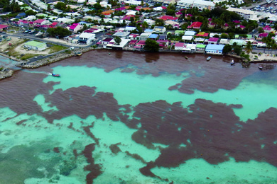 Pollution aux Antilles : Amères sargasses