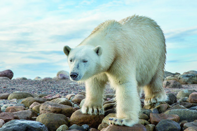 L’ours blanc, animal multipolaire