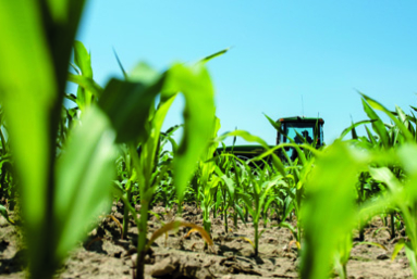 Les OGM perdent du terrain