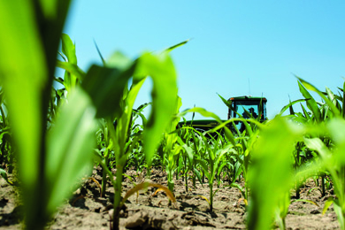 Les OGM perdent du terrain