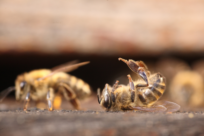 Biodiversité : Loi majeure en mode mineur