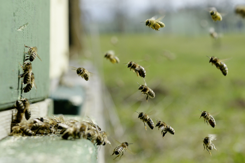 Loi biodiversité : Une fleur pour les abeilles