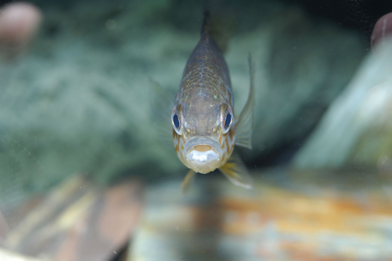 Liquidateurs nucléaires, galettes-saucisses et procrastine : Avril dans l’aquarium