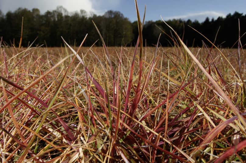 Dernier round pour le glyphosate