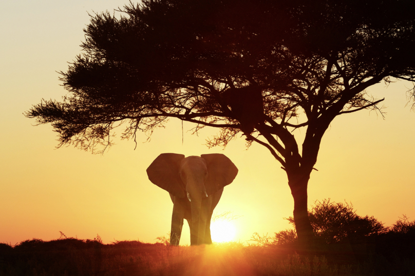 L’énorme fragilité des éléphants