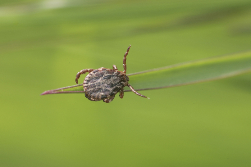 Urgence sur la maladie de Lyme