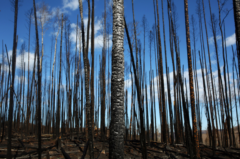Réchauffement : des milliards d’arbres menacés