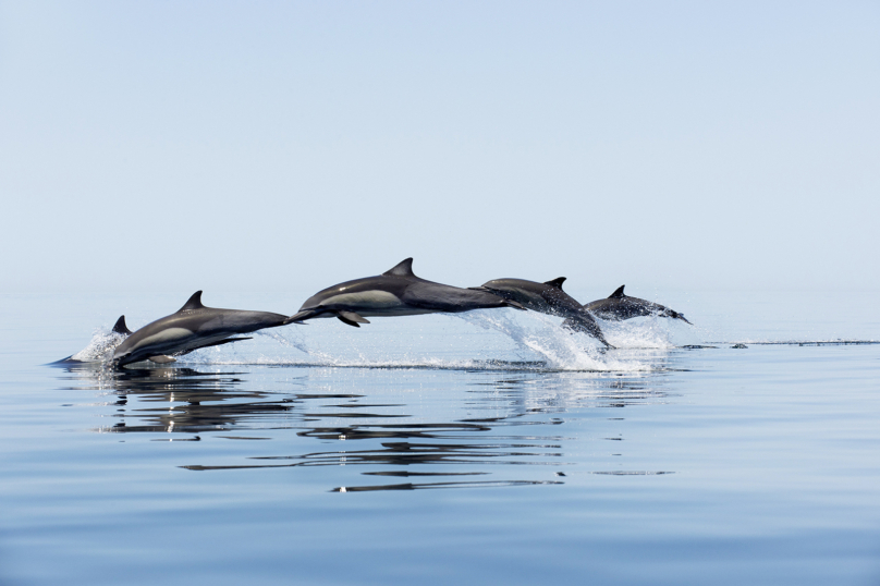 Dauphins au mercure